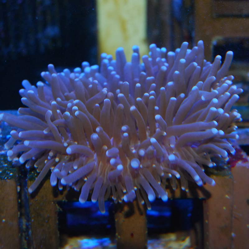 パラオクサビライシ | 海水魚図鑑（過去入荷）,サンゴ・イソギンチャク