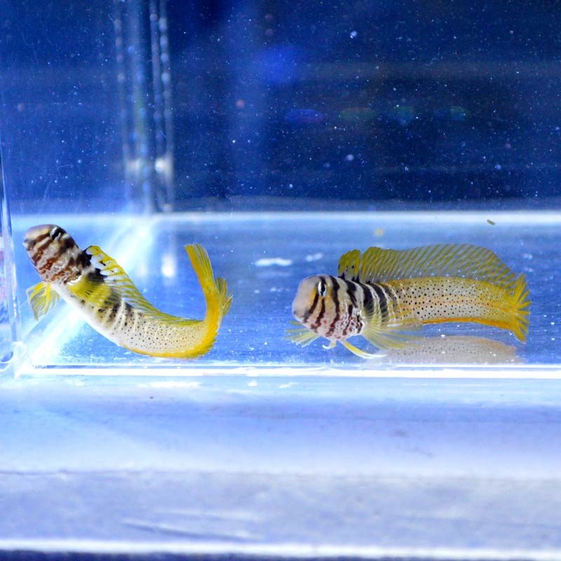 ナベカ天然ペア 近海産ハンドコート 海水魚図鑑 過去入荷 海水魚 ギンポ カエルウオ やどかり屋 ナベカ天然ペア 近海産ハンドコート 海水魚図鑑 過去入荷 海水魚 ギンポ カエルウオ やどかり屋