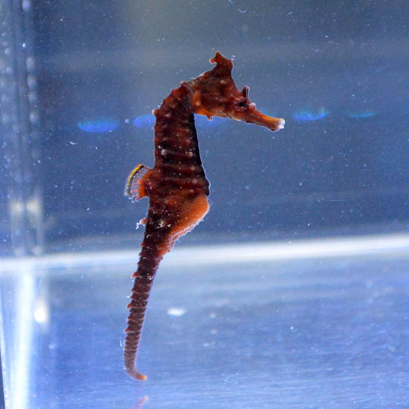 タツノオトシゴ オス 02【近海産ハンドコート】 | 海水魚図鑑（過去