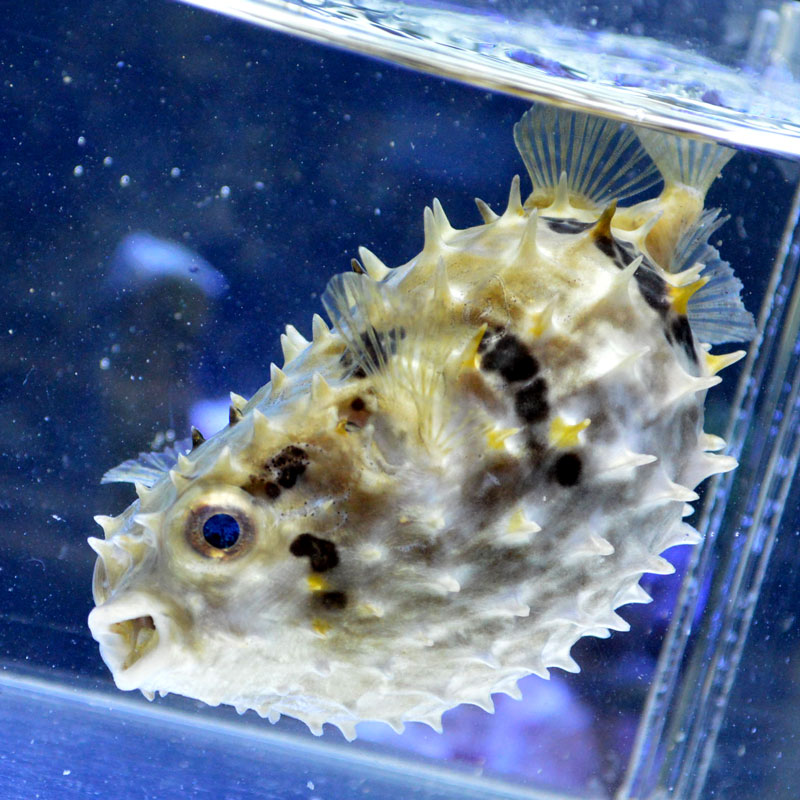 メグの写真 メイタイシガキフグ【スリランカ産】 | 海水魚図鑑（過去入荷）,海水魚