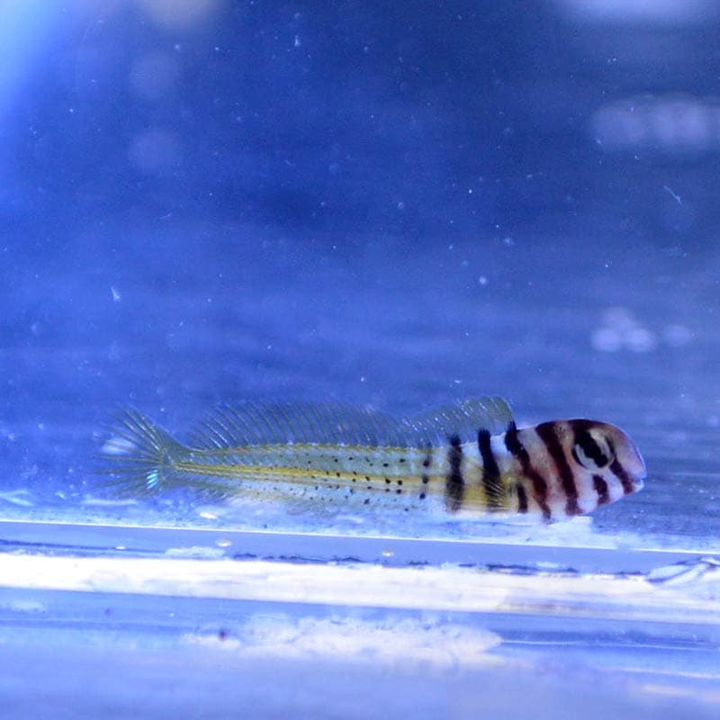 ナベカ ベビー 近海産ハンドコート 海水魚図鑑 過去入荷 海水魚 ギンポ カエルウオ やどかり屋 ナベカ ベビー 近海産ハンドコート 海水魚図鑑 過去入荷 海水魚 ギンポ カエルウオ やどかり屋