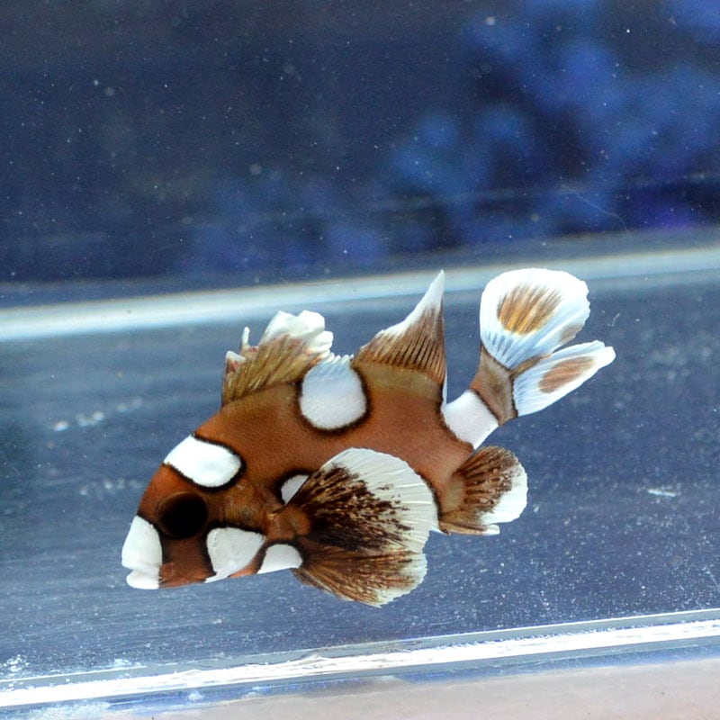 魚壁飾り　チョウチョウコショウダイ成魚　小［額装（天然木）］ 魚壁飾り チョウチョウコショウダイ成魚 小［額装（天然木