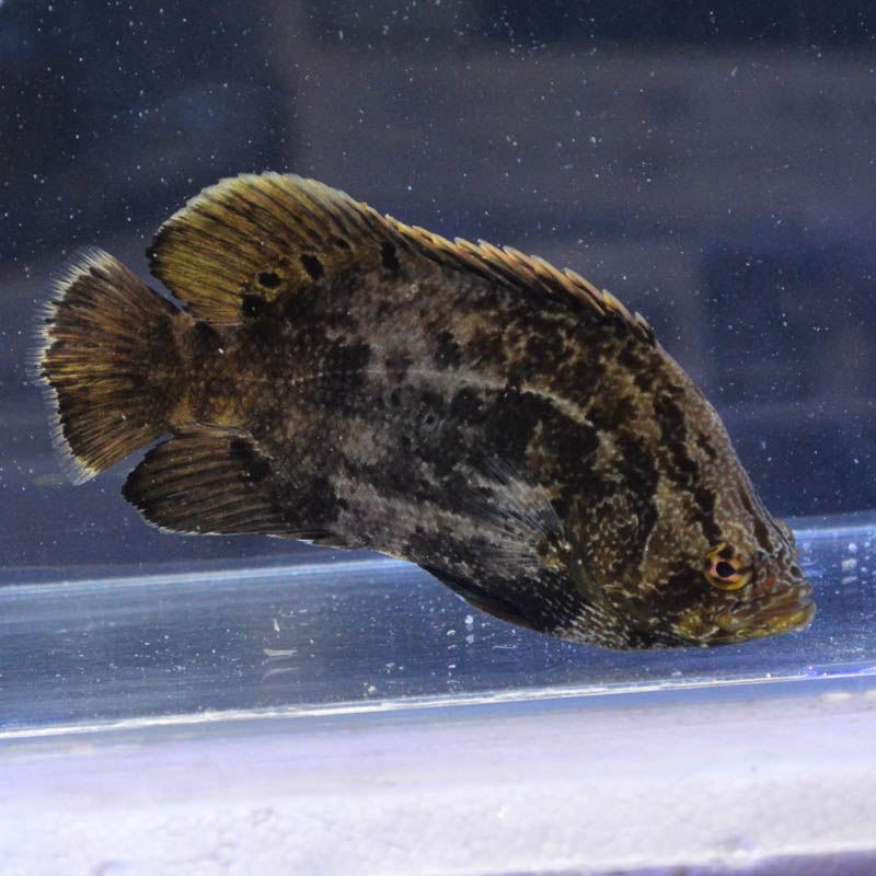 マツダイ【沖縄産ハンドコート】 | 海水魚図鑑（過去入荷）,海水魚