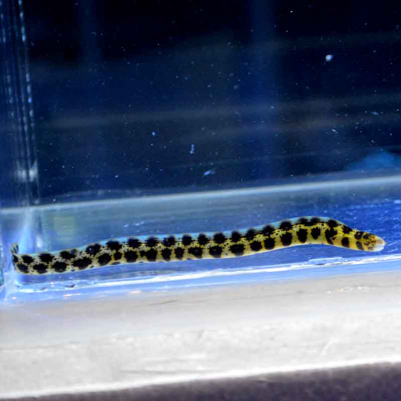 クモウツボ 沖縄産ハンドコート 海水魚図鑑 過去入荷 海水魚 ウツボ アナゴ やどかり屋