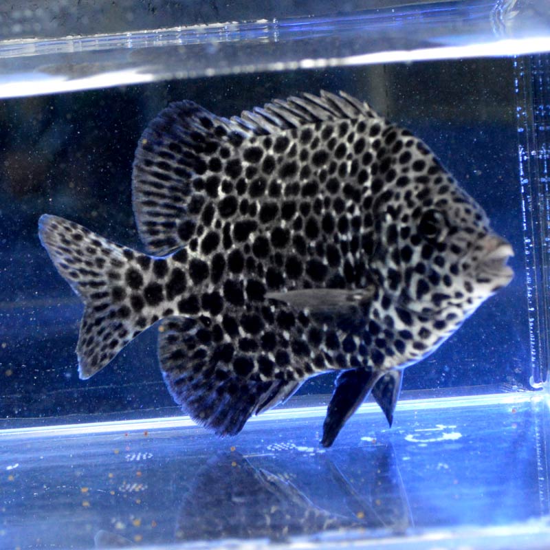 イシガキダイ | 魚類 | 市場魚貝類図鑑