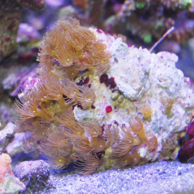 イエローポリプ サンゴ ソフトコーラル その他 やどかり屋