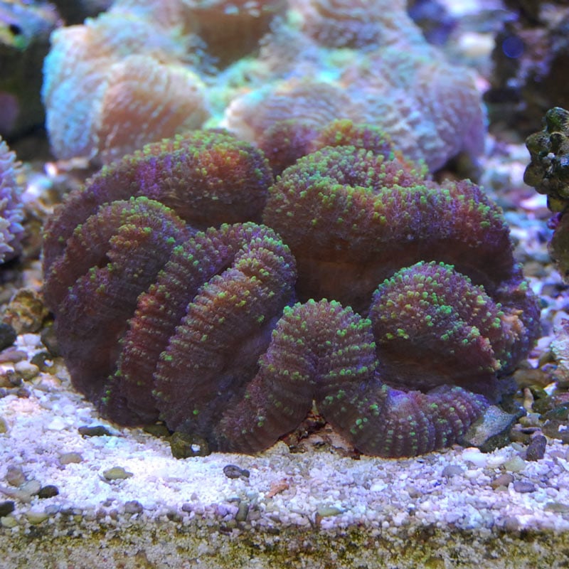 No.2　ハナガタサンゴ　マルチカラー|ハードコーラル プクプク系 アクアスタイルユー サンゴ 通販 販売 ユラユラ ASY No.2 ハナガタサンゴ マルチカラー|ハードコーラル プクプク系 アクア