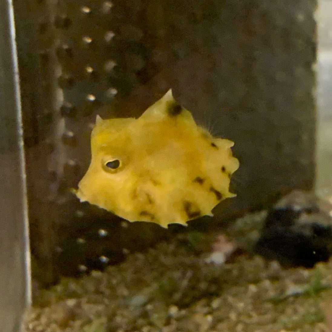 ラクダハコフグ【スリランカ産】 | 海水魚図鑑（過去入荷）,海水魚