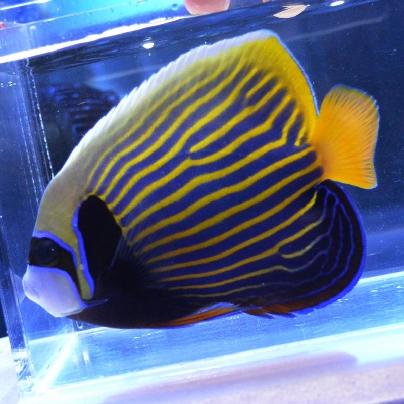 タテジマキンチャクダイ 沖縄産 海水魚図鑑 過去入荷 海水魚 ヤッコ やどかり屋