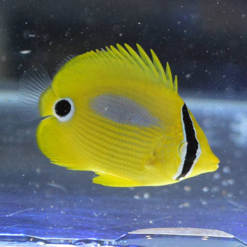 スミツキトノサマダイ【近海産ハンドコート】 | 海水魚図鑑（過去入荷
