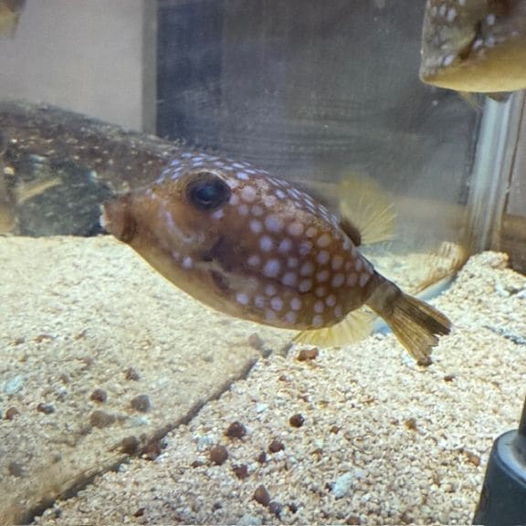 ミナミクロダイ【沖縄産ハンドコート】 | 海水魚図鑑（過去入荷）,海水