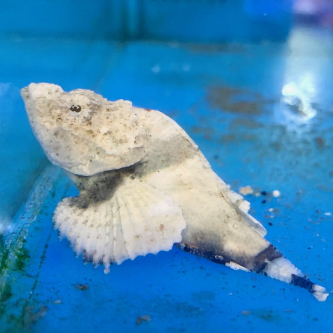 サツマカサゴ | 海水魚図鑑（過去入荷）,海水魚,カサゴ・オコゼ