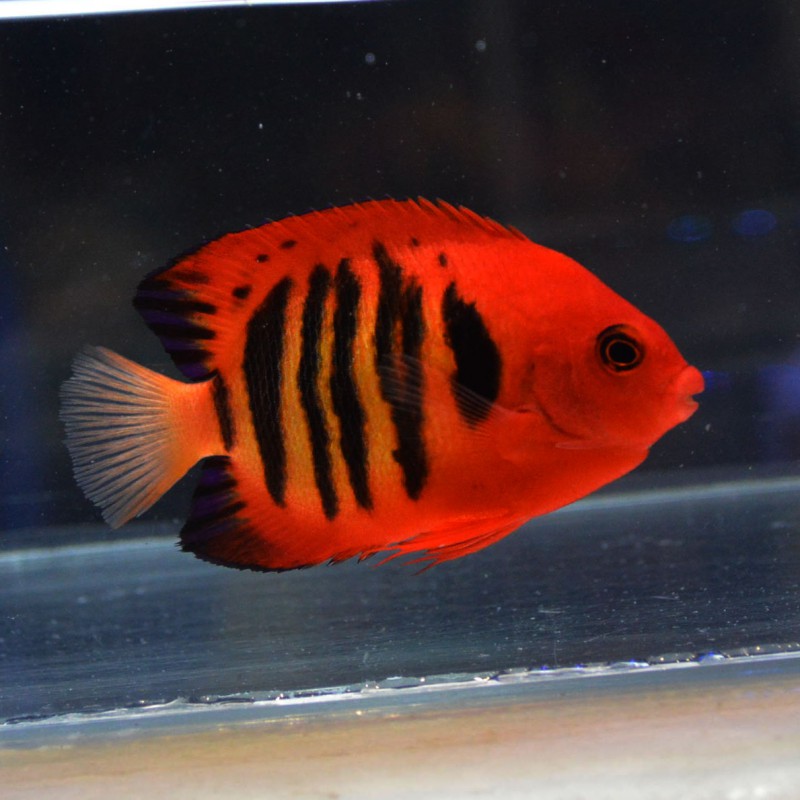 フレームエンゼルフィッシュ ヴァヌアツ産 海水魚図鑑 過去入荷 海水魚 ヤッコ やどかり屋