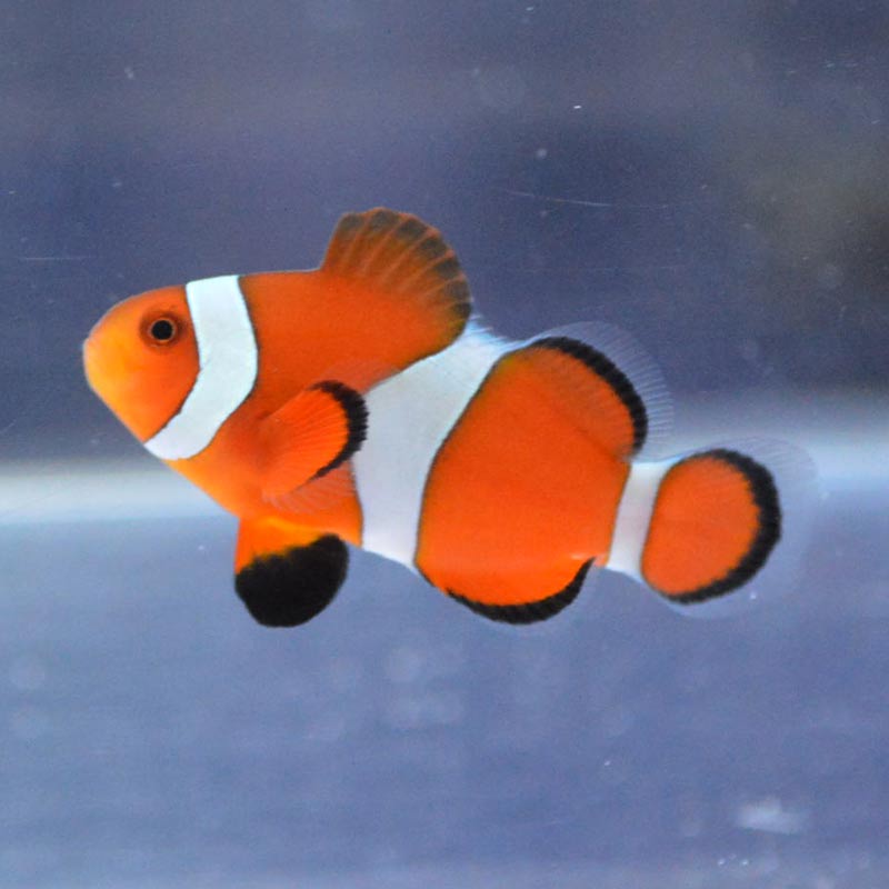 カクレクマノミ 沖縄産 海水魚図鑑 過去入荷 海水魚 クマノミ やどかり屋