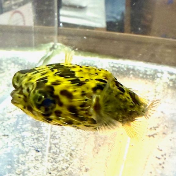 カージナルソルジャーフィッシュ【ハイチ産】 | 海水魚図鑑（過去入荷