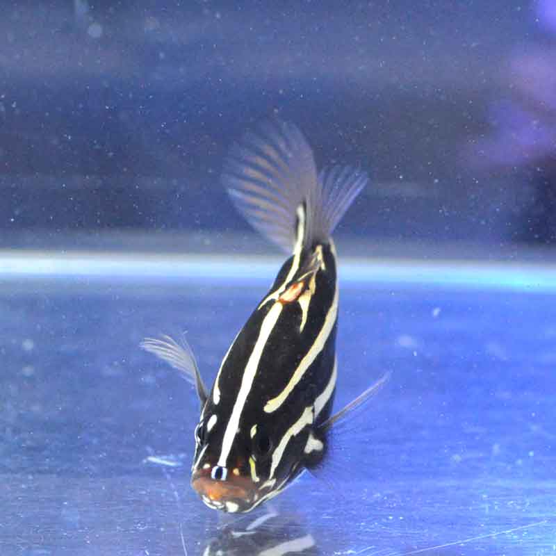 ヌノサラシ 【沖縄産ハンドコート】 | 海水魚図鑑（過去入荷）,海水魚