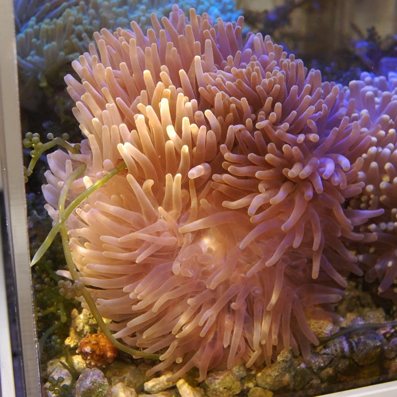 センジュイソギンチャク 【インドネシア産】 | 海水魚図鑑（過去入荷