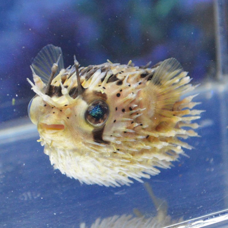 ハリセンボン【マニラ産】 | 海水魚図鑑（過去入荷）,海水魚,フグ