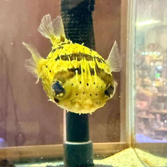 ミナミクロダイ【沖縄産ハンドコート】 | 海水魚図鑑（過去入荷）,海水