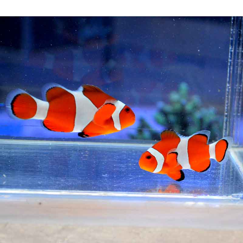 カクレクマノミ スーパーオレンジ深場タイプ 天然ペア 【沖縄産