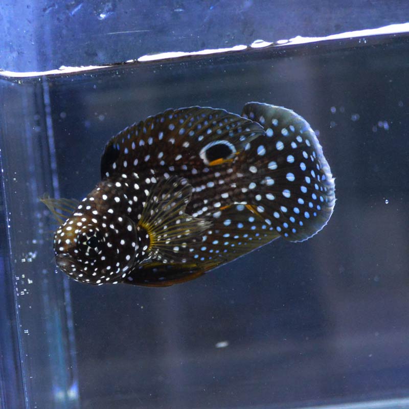 シモフリタナバタウオ【沖縄産】 | 海水魚図鑑（過去入荷）,海水魚