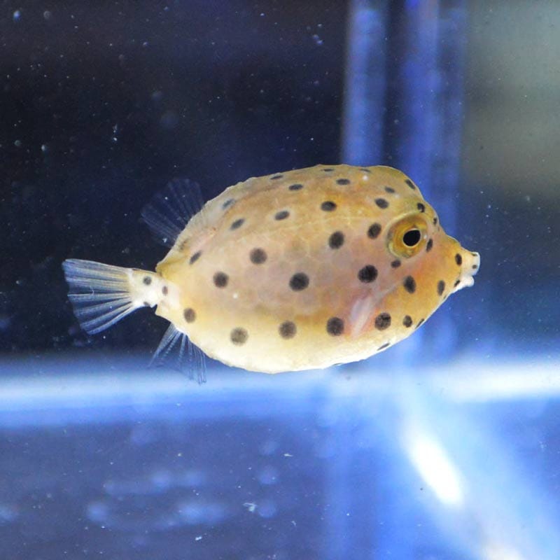 ミナミハコフグ インドネシア産 海水魚図鑑 過去入荷 海水魚 フグ ハコフグ やどかり屋 ミナミハコフグ インドネシア産 海水魚図鑑 過去入荷 海水魚 フグ ハコフグ やどかり屋