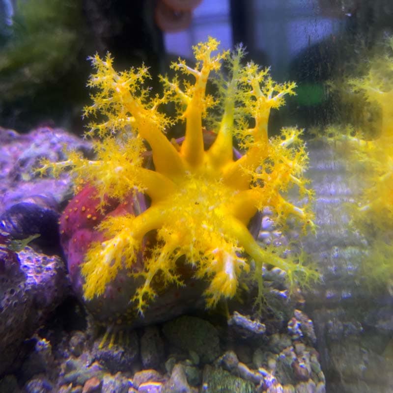 アデヤカキンコ イエローポリプ 海水魚図鑑 過去入荷 海水魚 貝 ウミウシ ナマコ やどかり屋