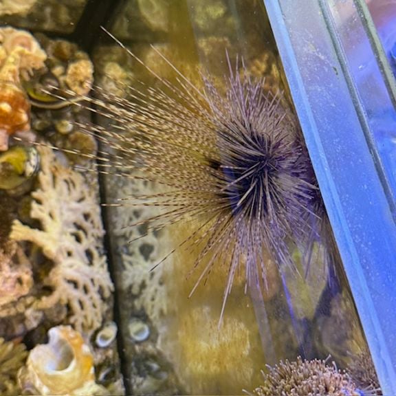 ヘアリーディスクコーラルsp.メタグリーン【07009】【沖縄産