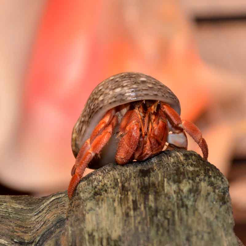 赤い足のオカヤドカリさん 海水魚図鑑 過去入荷 オカヤドカリ やどかり屋
