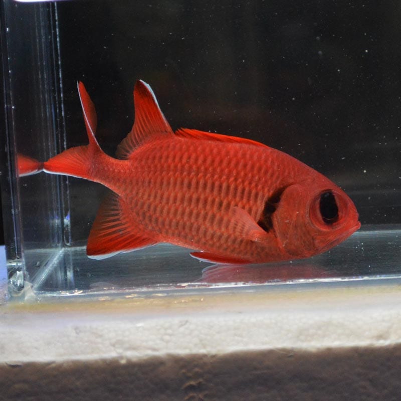 アカマツカサ【近海産ハンドコート】 | 海水魚図鑑（過去入荷）,海水魚