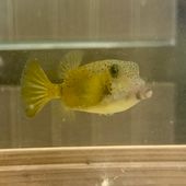 ハコフグ【近海産ハンドコート】【和歌山県産】