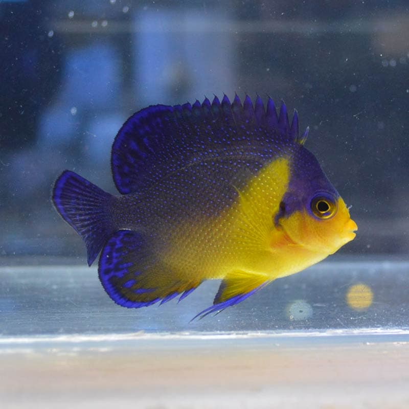 粒餌爆食】スミレヤッコ 沖縄産