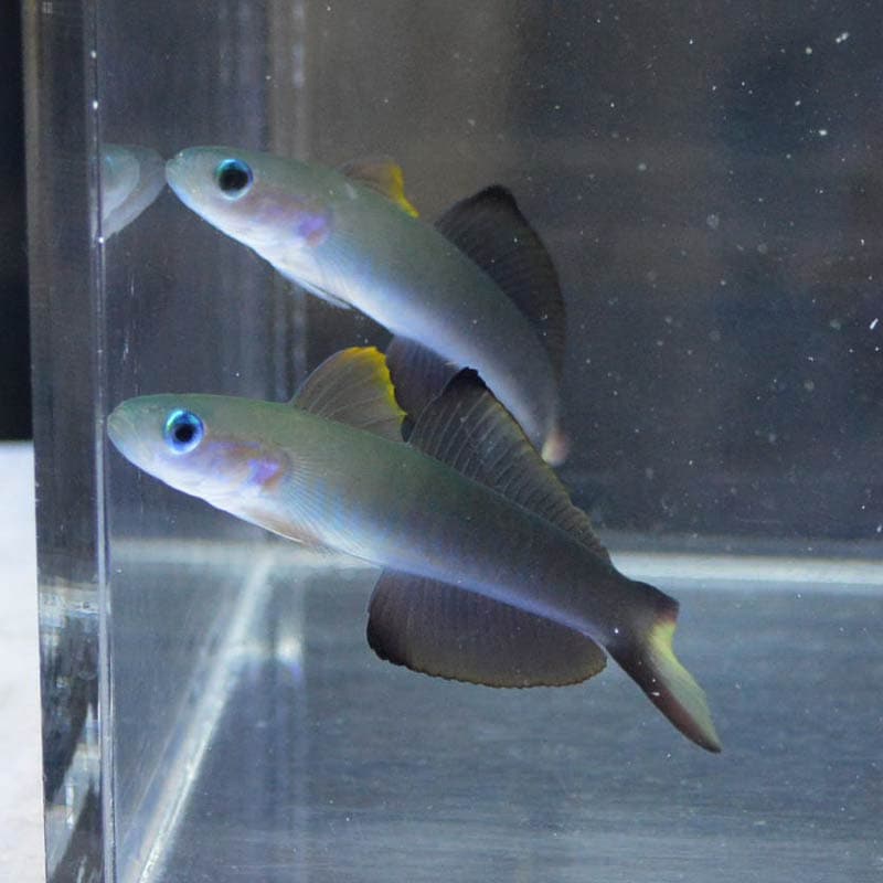 クロユリハゼ天然ペア 近海産ハンドコート 海水魚図鑑 過去入荷 海水魚 ハゼ やどかり屋