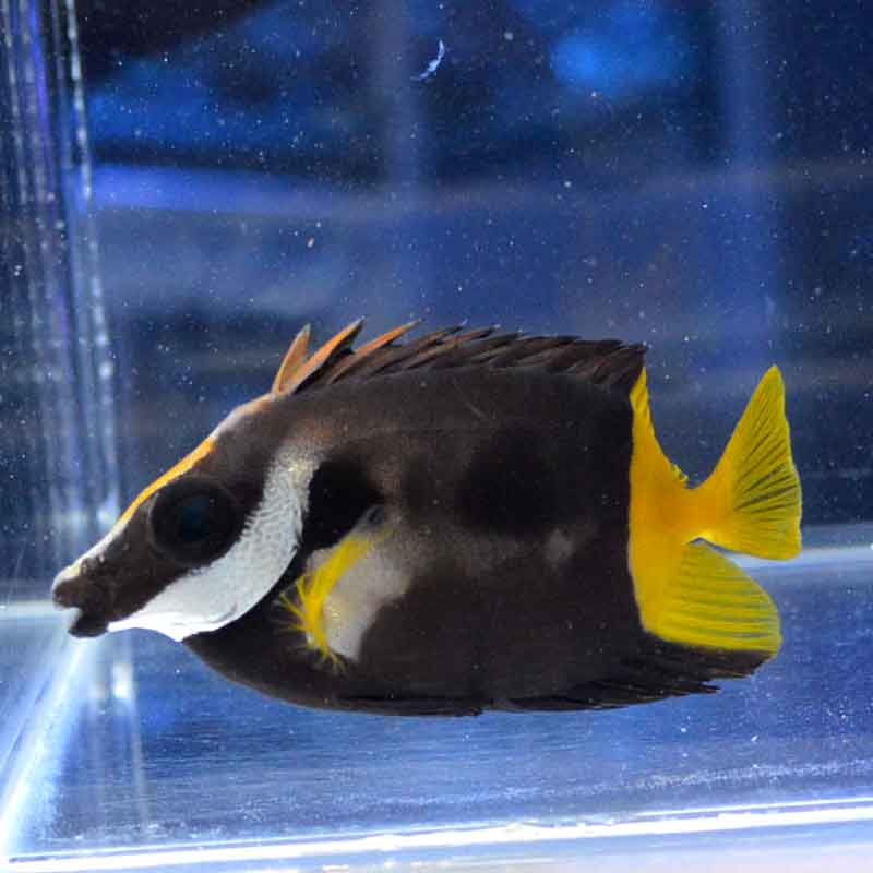 フォックスフェイス 海水魚 アイゴ 水槽飼育 ムチムチ健康個体 生体　 ヒフキアイゴ - 海水魚・小型水槽・人工ライブロック通販｜サーチ