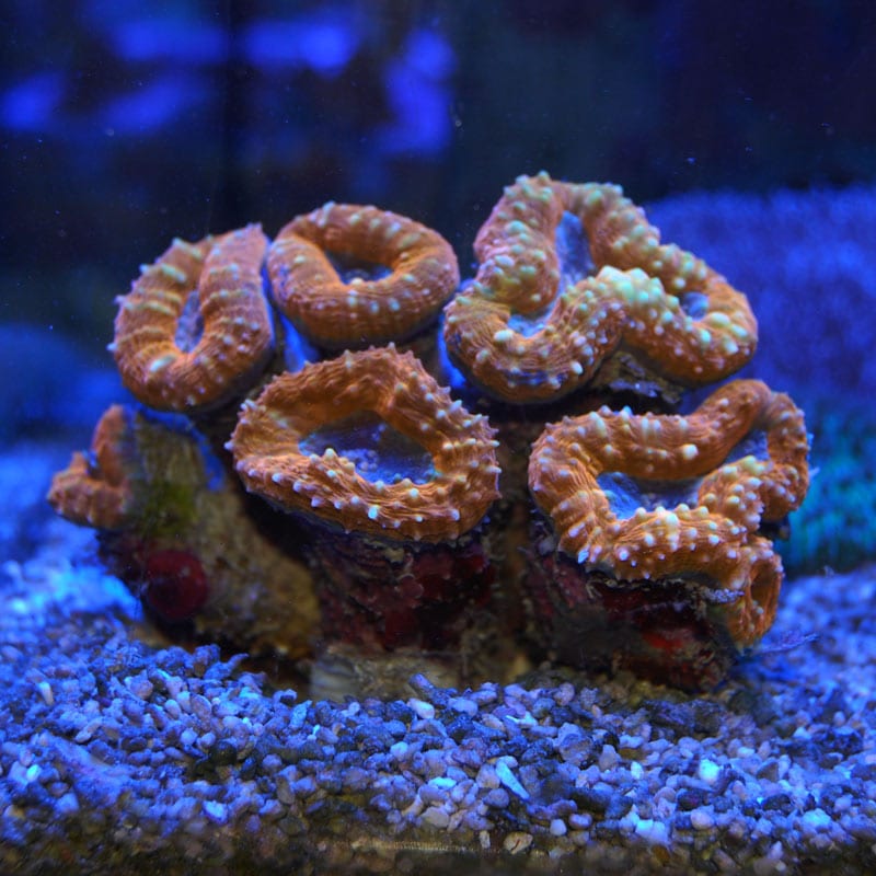 マルハナガタサンゴ スーパーオレンジ | 海水魚図鑑（過去入荷