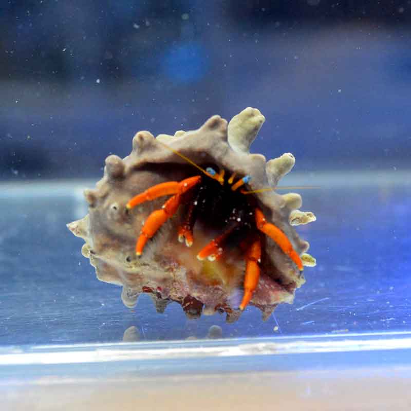 セグロサンゴヤドカリ【沖縄産】オレンジVer. | 海水魚図鑑（過去入荷