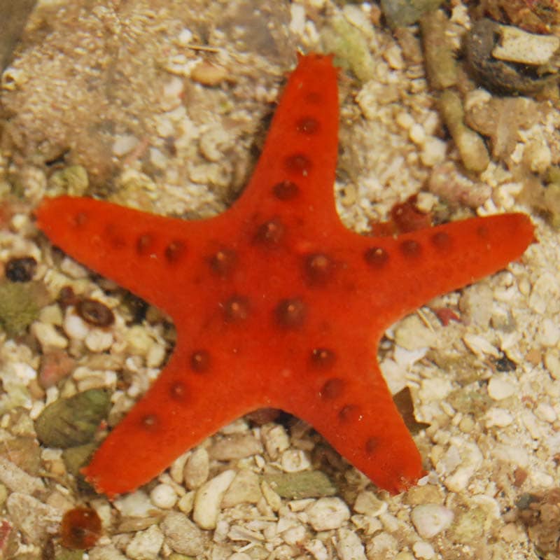 コブヒトデ オレンジ 海水魚図鑑 過去入荷 海水魚 ヒトデ シダ ウニ やどかり屋