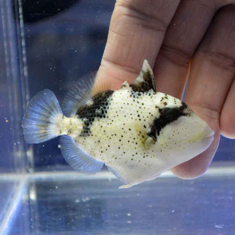 ゴマモンガラ【近海産ハンドコート】 | 海水魚図鑑（過去入荷）,海水魚,カワハギ・モンガラカワハギ | やどかり屋
