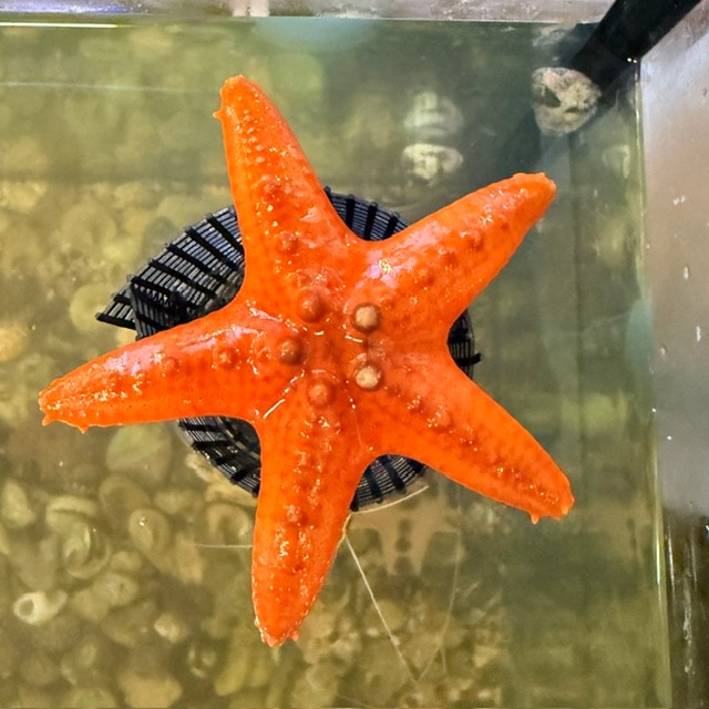 イソギンチャク。 シライトイソギンチャク【セブ産】 | 海水魚図鑑（過去入荷）,サンゴ