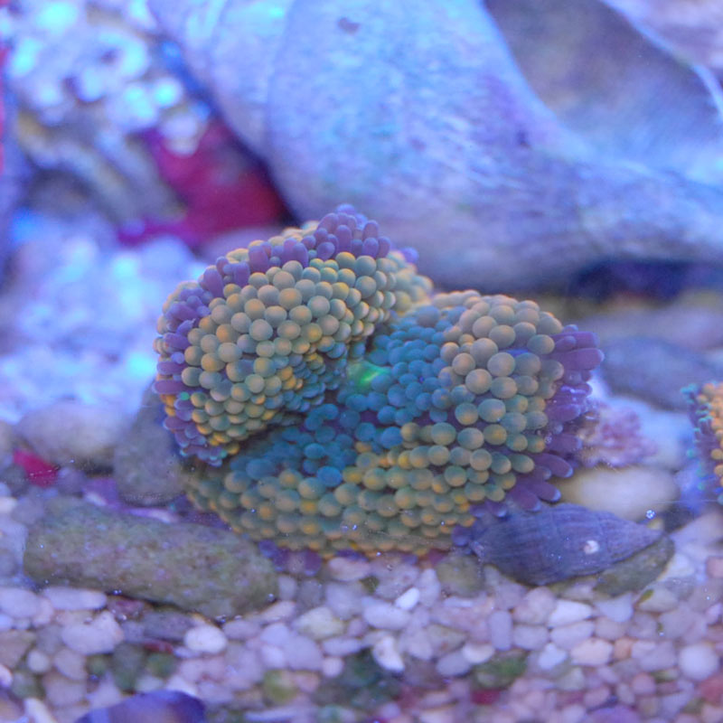 カリビアンバブルディスクコーラル【カリブ産】 | 海水魚図鑑（過去