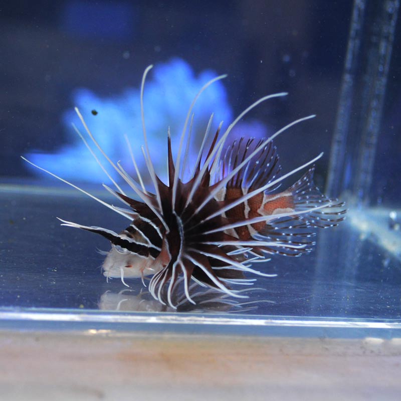 キミオコゼ【沖縄産ハンドコート】 | 海水魚図鑑（過去入荷）,海水魚