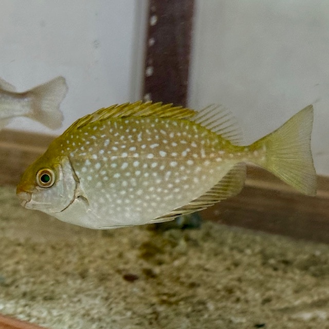 ナガウニモドキの仲間？（15個セット） ナガウニモドキの仲間？（15個セット） ナガウニモドキの仲間