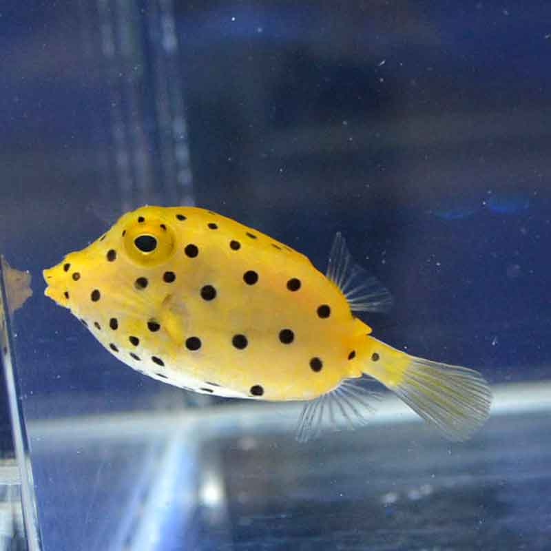 ミナミハコフグ 沖縄産ハンドコート 海水魚図鑑 過去入荷 海水魚 フグ ハコフグ やどかり屋 ミナミハコフグ 沖縄産ハンドコート 海水魚図鑑 過去入荷 海水魚 フグ ハコフグ やどかり屋