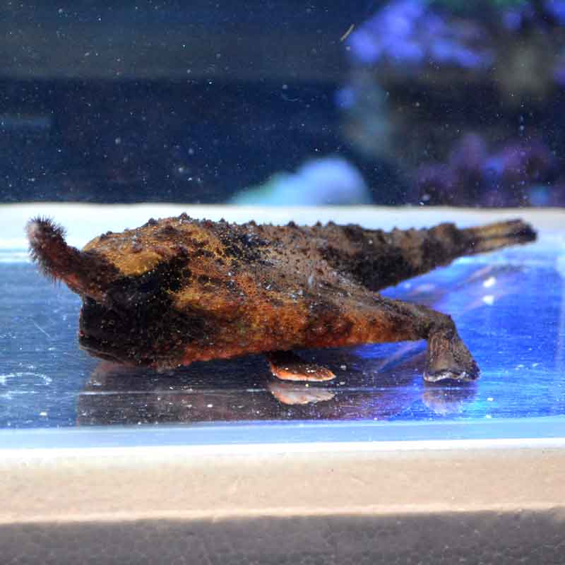 ウォーキングバットフィッシュ（ロングノーズバットフィッシュ