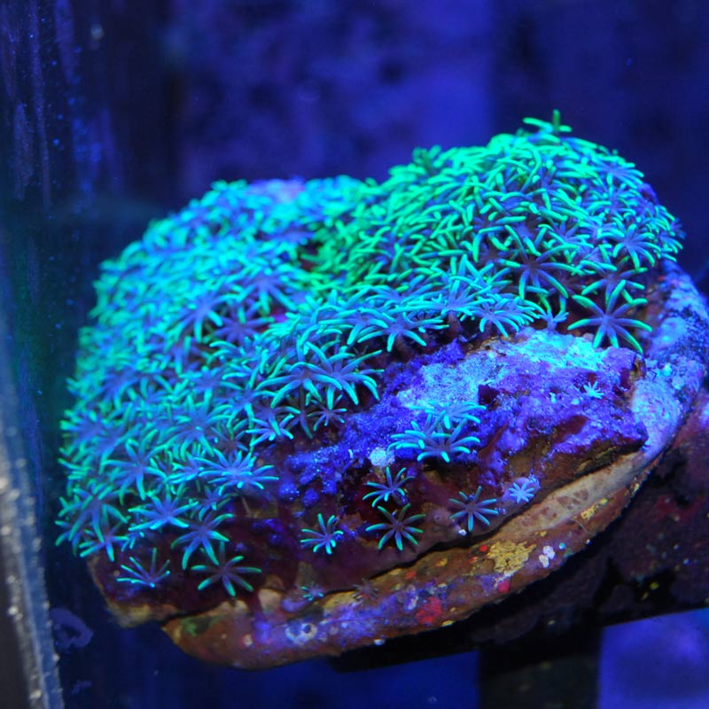 スターポリプ【インドネシア パプア産】 | 海水魚図鑑（過去入荷