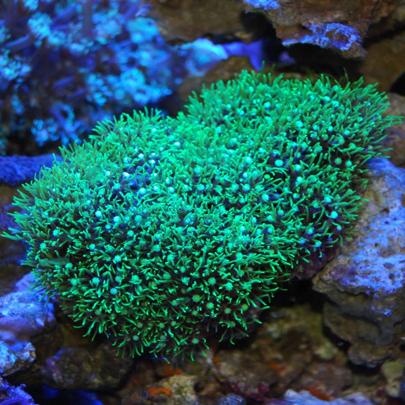 スターポリプ スーパーメタグリーン 沖縄産 海水魚図鑑 過去入荷 サンゴ イソギンチャク ソフトコーラル やどかり屋
