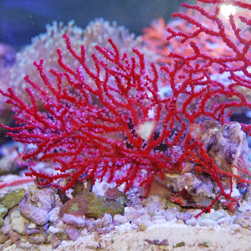 イソハナビ レッド【近海産】 | 海水魚図鑑（過去入荷）,サンゴ