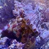 ホンドオニヤドカリ【近海産】【和歌山県産】