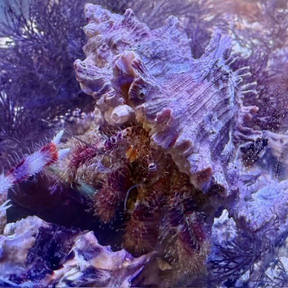 フロストバイトオセラリス 仲良し2匹【国産ブリード】 | 海水魚