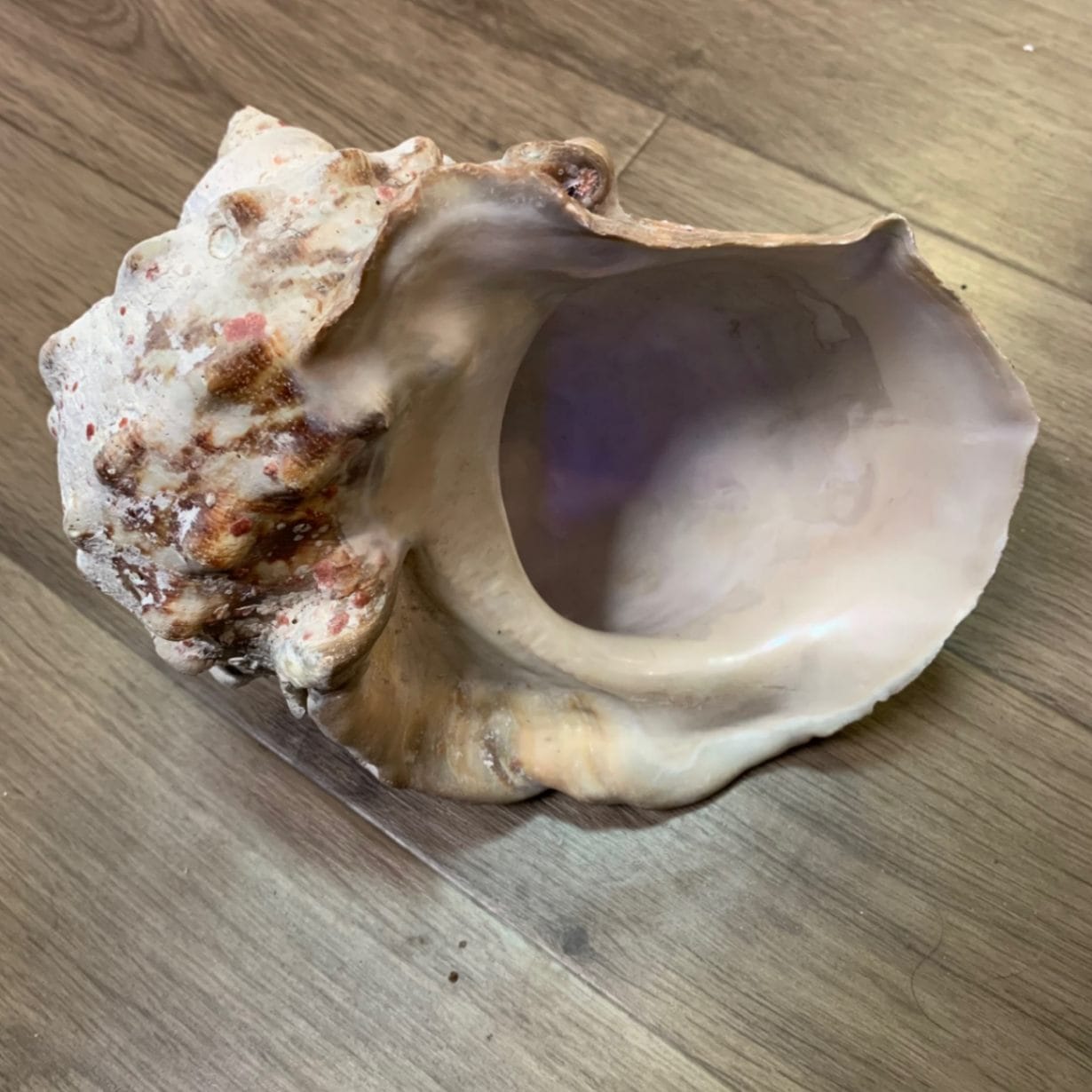 ヤコウガイ 21cm | すべての商品 | やどかり屋